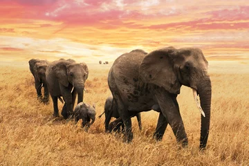 Papier Peint photo Lavable Éléphant Éléphants de famille sur le chemin dans la savane