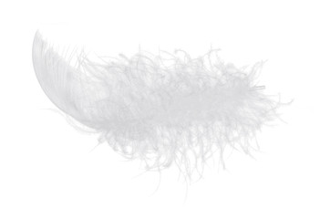 Vector fluffy feather isolated on white background. Realistic illustration. EPS10