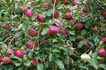 many apple picking in tree paulared healthy organic fruit