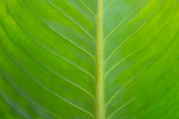 Water drops on the banana leaf back ground