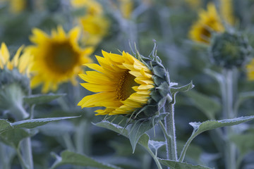 Half Bloomed Sunflower