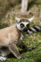 Lemur