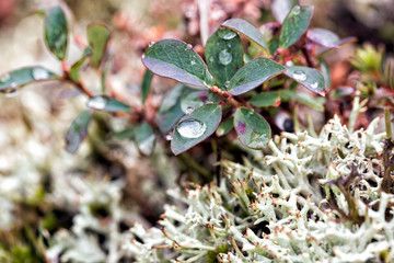 drops of water on berries