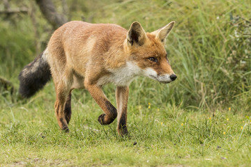 Red fox