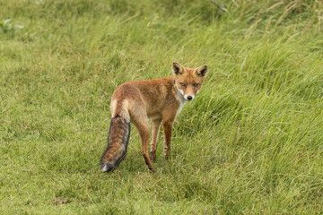 Red fox