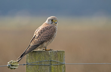 Kestrel