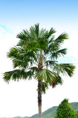 Fototapeta premium Sugar palm trees surrounded with Grass green