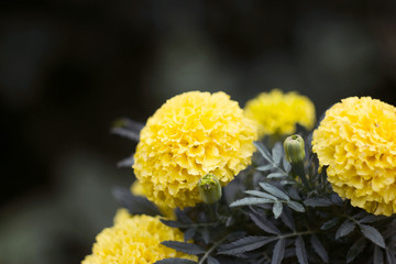 Large marigold flowers near city street. Lviv city, Kulparkivska Street
