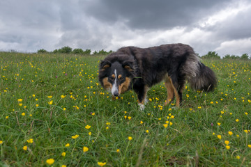 Fototapeta premium Shetland Sheepdog Outside