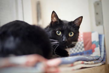 The black scared cat