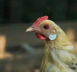 Hen