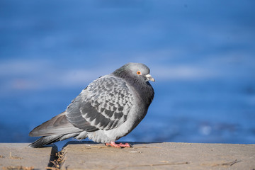 Gorgeous pigeon staring at the camera, blue background