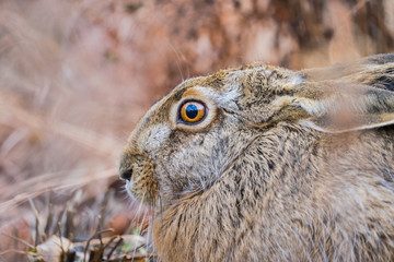 Brown beautiful hare in a park
