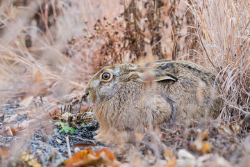 Brown beautiful hare in a park