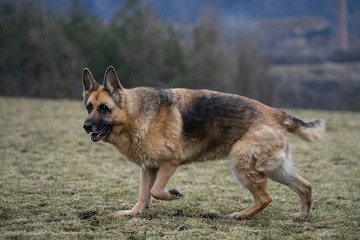 Old German Shepherd lady