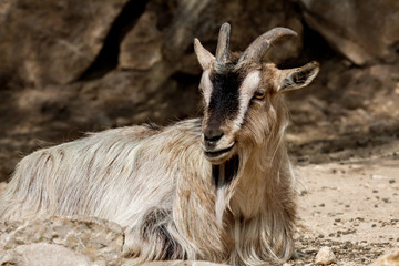 Domestic goat