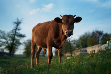 cow,  mammal,  agriculture,  pasture,  grass,  farm,  cattle,  milk,  livestock,  hayfield,  field,  grassland,  rural,  farmland,  beef,  pastoral,  animal,  calf  