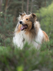 Rough collie at forest