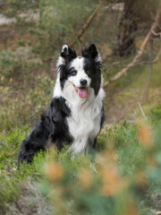 Fototapeta premium Beautiful border collie at forest