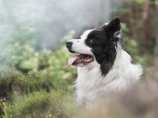 Beautiful border collie at forest