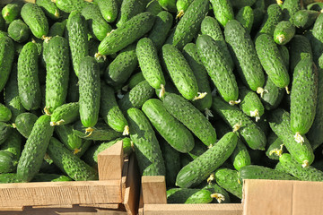 Fresh cucumbers in the market