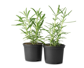 Green rosemary plant in pots on white background