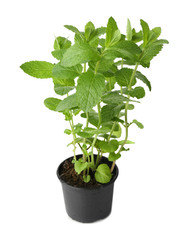 Pot with fresh mint on white background