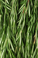 Obraz premium Fresh rosemary, close up