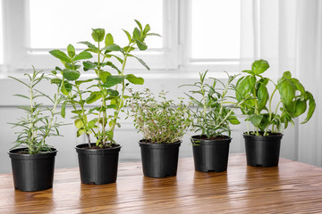 Pots with basil, thyme, rosemary and mint on table