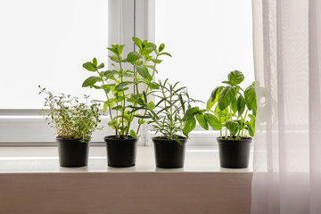 Pots with basil, thyme, rosemary and mint on windowsill