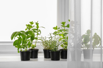 Pots with basil, thyme, rosemary and mint on windowsill