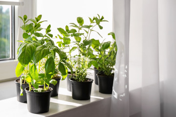 Pots with basil, rosemary and mint on windowsill