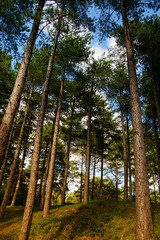 Fototapeta premium Pinewood forest