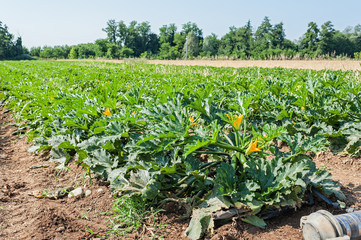 Fototapeta na wymiar Field of zucchini (courgette) plants before the harvest.