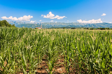 Agricultural landscape.