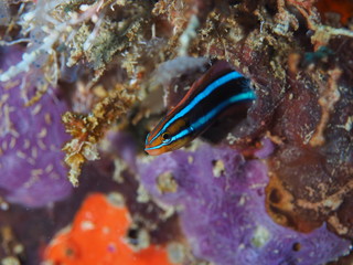Bluestriped fangblenny in its hole