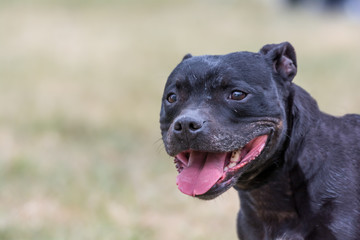 Fototapeta premium Staffordshire Bull Terrier Portrait