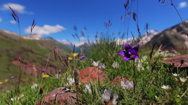 beautiful mountain flowers