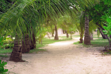 Green tropical palms at resort