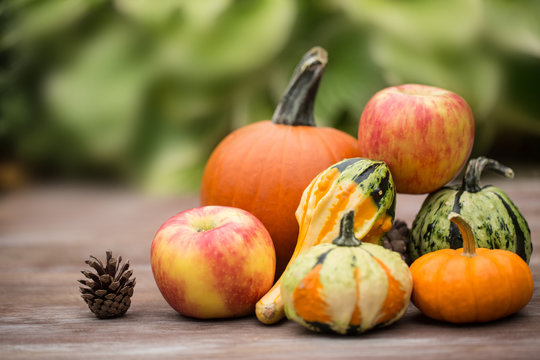 Autumn Season Concept Pumpkins and Gourds