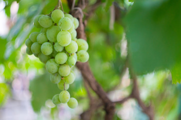 growing grapes green on bush with isolated focus