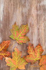 Naklejka na ściany i meble Colorful Fall Leaves on Wood Background