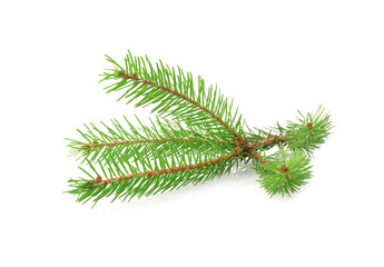 Branch of fir tree on white background