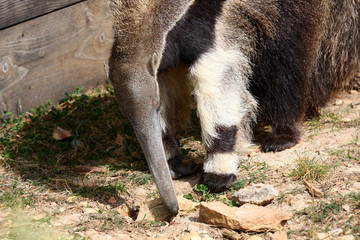 Obraz premium Giant anteater (Myrmecophaga tridactyla)