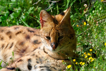 serval Leptailurus