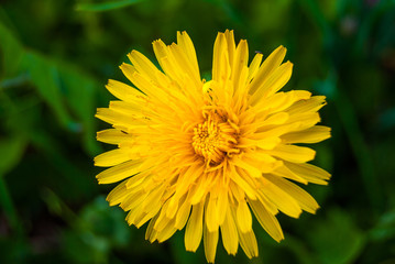 Single yellow flowersof dandelions at green leaves background - floral texture close up