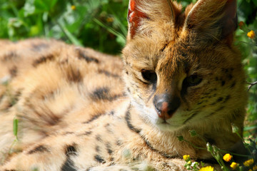 serval Leptailurus