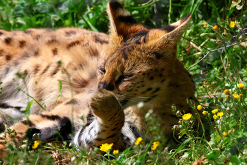 serval Leptailurus