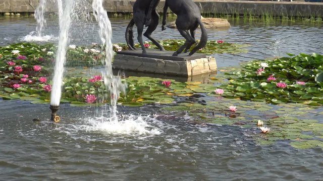 beautiful decorative fountain with water lilies.