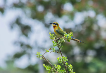  Blue-tailed bee-eater